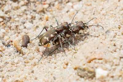 <i class='fa fa-user'></i>&nbsp;Louis56&nbsp;|  Bastaardzandloopkever&nbsp; <i class='fa fa-eye'>&nbsp;5</i> &nbsp; <i class='fa fa-comment-o'>&nbsp;1</i>