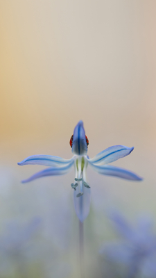 <i class='fa fa-user'></i>&nbsp;daan de vos&nbsp;|  Lieveheersbeestje&nbsp; <i class='fa fa-eye'>&nbsp;18</i> &nbsp; <i class='fa fa-comment-o'>&nbsp;1</i>