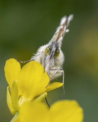 Nature picture: 1. Oranjetipje