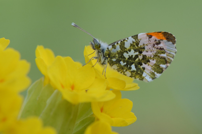 <i class='fa fa-user'></i>&nbsp;koekieman&nbsp;|  Oranjetipje&nbsp; <i class='fa fa-eye'>&nbsp;6</i> &nbsp;<i class='fa fa-thumbs-up'>&nbsp;1</i> &nbsp; <i class='fa fa-comment-o'>&nbsp;1</i>