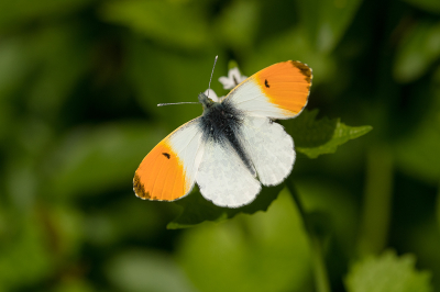 <i class='fa fa-user'></i>&nbsp;Willem Verhagen&nbsp;|  Oranjetipje&nbsp; <i class='fa fa-eye'>&nbsp;7</i> &nbsp; <i class='fa fa-comment-o'>&nbsp;1</i>