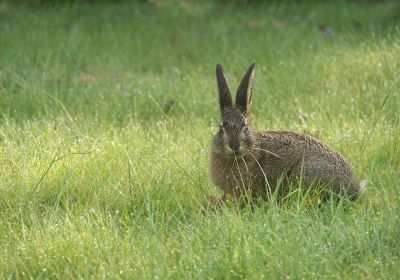 <i class='fa fa-user'></i>&nbsp;Truus Aletta Maan&nbsp;|  Haas&nbsp; <i class='fa fa-eye'>&nbsp;11</i> &nbsp; <i class='fa fa-comment-o'>&nbsp;0</i>