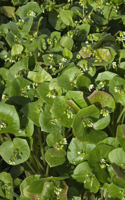 <i class='fa fa-user'></i>&nbsp;guidomwm&nbsp;|  Winterpostelein&nbsp; <i class='fa fa-eye'>&nbsp;5</i> &nbsp; <i class='fa fa-comment-o'>&nbsp;2</i>