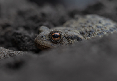 <i class='fa fa-user'></i>&nbsp;Pieter  LJ&nbsp;|  Gewone Pad&nbsp; <i class='fa fa-eye'>&nbsp;18</i> &nbsp; <i class='fa fa-comment-o'>&nbsp;0</i>