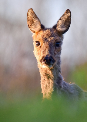 <i class='fa fa-user'></i>&nbsp;robert-jan&nbsp;|  Ree&nbsp; <i class='fa fa-eye'>&nbsp;24</i> &nbsp; <i class='fa fa-comment-o'>&nbsp;0</i>