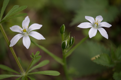 <i class='fa fa-user'></i>&nbsp;Willem Verhagen&nbsp;|  Gewone Vogelmelk&nbsp; <i class='fa fa-eye'>&nbsp;7</i> &nbsp; <i class='fa fa-comment-o'>&nbsp;0</i>