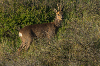 <i class='fa fa-user'></i>&nbsp;Willem Verhagen&nbsp;|  Ree&nbsp; <i class='fa fa-eye'>&nbsp;10</i> &nbsp; <i class='fa fa-comment-o'>&nbsp;0</i>