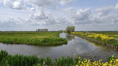 <i class='fa fa-user'></i>&nbsp;kooyammers&nbsp;|  Raapzaad in Polder den Hoek&nbsp; <i class='fa fa-eye'>&nbsp;10</i> &nbsp; <i class='fa fa-comment-o'>&nbsp;1</i>