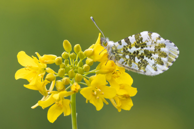 <i class='fa fa-user'></i>&nbsp;Reinier van den Born&nbsp;|  Oranjetipje&nbsp; <i class='fa fa-eye'>&nbsp;8</i> &nbsp; <i class='fa fa-comment-o'>&nbsp;0</i>