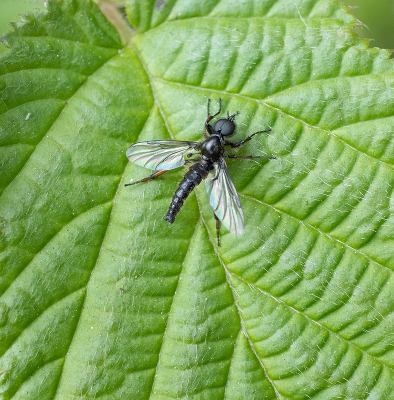 <i class='fa fa-user'></i>&nbsp;Tim Oord&nbsp;|  Kleine Rouwvlieg&nbsp; <i class='fa fa-eye'>&nbsp;14</i> &nbsp; <i class='fa fa-comment-o'>&nbsp;1</i>