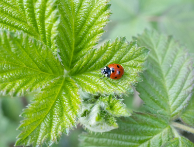 <i class='fa fa-user'></i>&nbsp;Tim Oord&nbsp;|  Zevenstippelig Lieverheersbeestje&nbsp; <i class='fa fa-eye'>&nbsp;8</i> &nbsp; <i class='fa fa-comment-o'>&nbsp;0</i>