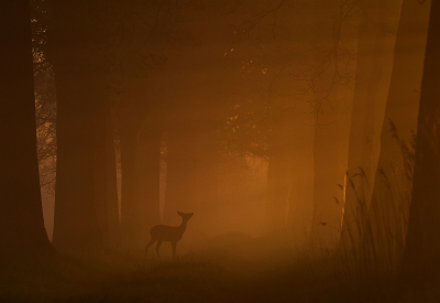 <i class='fa fa-user'></i>&nbsp;robert-jan&nbsp;|  Ree&nbsp; <i class='fa fa-eye'>&nbsp;11</i> &nbsp;<i class='fa fa-thumbs-up'>&nbsp;1</i> &nbsp; <i class='fa fa-comment-o'>&nbsp;1</i>