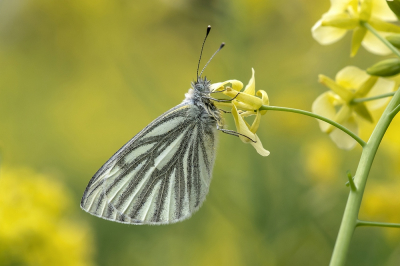 <i class='fa fa-user'></i>&nbsp;Johan van Gurp&nbsp;|  Klein Geaderd Witje&nbsp; <i class='fa fa-eye'>&nbsp;7</i> &nbsp; <i class='fa fa-comment-o'>&nbsp;0</i>