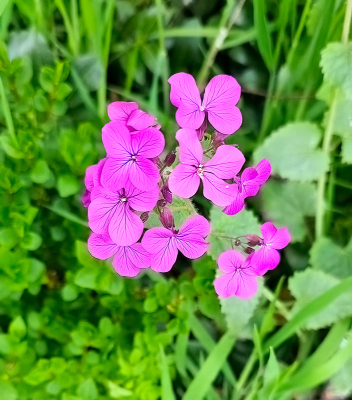 <i class='fa fa-user'></i>&nbsp;guidomwm&nbsp;|  Tuinjudaspenning&nbsp; <i class='fa fa-eye'>&nbsp;13</i> &nbsp; <i class='fa fa-comment-o'>&nbsp;0</i>