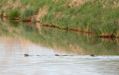 <i class='fa fa-user'></i>&nbsp;Eric Gibcus&nbsp;|  Otter&nbsp; <i class='fa fa-eye'>&nbsp;16</i> &nbsp;<i class='fa fa-thumbs-up'>&nbsp;1</i> &nbsp; <i class='fa fa-comment-o'>&nbsp;2</i>