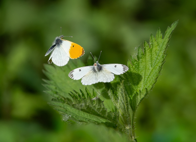 <i class='fa fa-user'></i>&nbsp;Jurgen Maassen&nbsp;|  Oranjetipje&nbsp; <i class='fa fa-eye'>&nbsp;12</i> &nbsp;<i class='fa fa-thumbs-up'>&nbsp;1</i> &nbsp; <i class='fa fa-comment-o'>&nbsp;1</i>