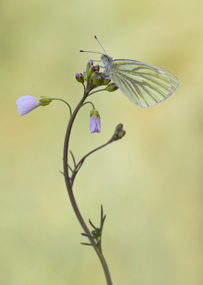 <i class='fa fa-user'></i>&nbsp;Tom&nbsp;|  Klein Geaderd Witje&nbsp; <i class='fa fa-eye'>&nbsp;13</i> &nbsp; <i class='fa fa-comment-o'>&nbsp;1</i>