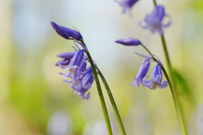 <i class='fa fa-user'></i>&nbsp;hesterb&nbsp;|  Wilde Hyacint&nbsp; <i class='fa fa-eye'>&nbsp;17</i> &nbsp; <i class='fa fa-comment-o'>&nbsp;1</i>