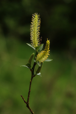 <i class='fa fa-user'></i>&nbsp;frbeuming&nbsp;|  Wilg sp.&nbsp; <i class='fa fa-eye'>&nbsp;6</i> &nbsp; <i class='fa fa-comment-o'>&nbsp;0</i>