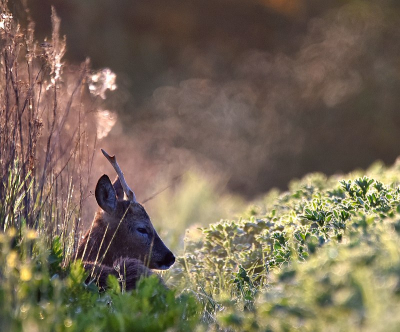 <i class='fa fa-user'></i>&nbsp;robert-jan&nbsp;|  Ree&nbsp; <i class='fa fa-eye'>&nbsp;7</i> &nbsp; <i class='fa fa-comment-o'>&nbsp;0</i>