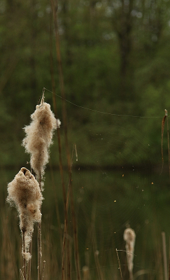 <i class='fa fa-user'></i>&nbsp;frbeuming&nbsp;|  Grote Lisdodde&nbsp; <i class='fa fa-eye'>&nbsp;6</i> &nbsp; <i class='fa fa-comment-o'>&nbsp;0</i>