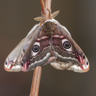 <i class='fa fa-user'></i>&nbsp;daan de vos&nbsp;|  Nachtpauwoog&nbsp; <i class='fa fa-eye'>&nbsp;16</i> &nbsp;<i class='fa fa-thumbs-up'>&nbsp;1</i> &nbsp; <i class='fa fa-comment-o'>&nbsp;0</i>