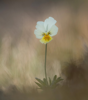 Er stonden veel van deze mooie en fragiele bloemetjes, toch blijft het een uitdaging om ze er leuk op te krijgen.

Een afgezonderd exemplaar gevonden die ook nog enigszins in de schaduw stond.

Camera laag boven de grond en kijkend op het kantelbaar schermpje via LiveView voor standpunt, achtergrond, compo.

Beetje tussen het groen door vastgelegd voor een ietwat schilderachtig sfeertje, waar ik wel van hou.