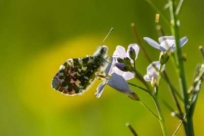 Nature picture: 1. Oranjetipje