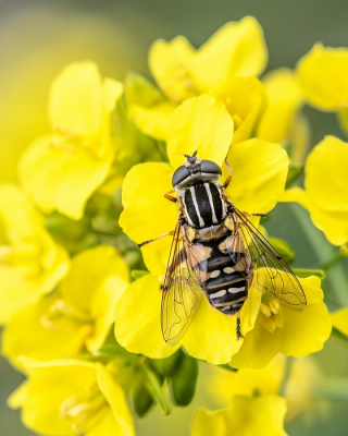 <i class='fa fa-user'></i>&nbsp;Johan van Gurp&nbsp;|  Gewone Pendelvlieg&nbsp; <i class='fa fa-eye'>&nbsp;7</i> &nbsp; <i class='fa fa-comment-o'>&nbsp;0</i>