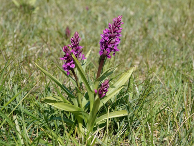 <i class='fa fa-user'></i>&nbsp;ko katsman&nbsp;|  Brede Orchis&nbsp; <i class='fa fa-eye'>&nbsp;9</i> &nbsp; <i class='fa fa-comment-o'>&nbsp;0</i>