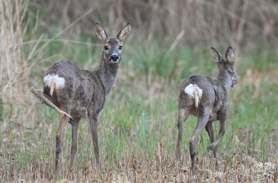 <i class='fa fa-user'></i>&nbsp;Eric Gibcus&nbsp;|  Ree&nbsp; <i class='fa fa-eye'>&nbsp;11</i> &nbsp; <i class='fa fa-comment-o'>&nbsp;0</i>