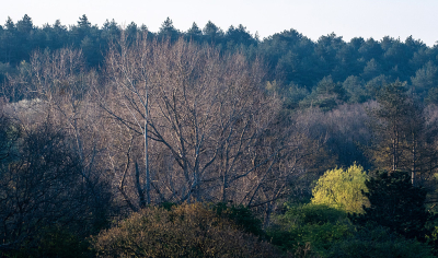 <i class='fa fa-user'></i>&nbsp;Eef Kieft&nbsp;|  Blikvanger&nbsp; <i class='fa fa-eye'>&nbsp;10</i> &nbsp; <i class='fa fa-comment-o'>&nbsp;0</i>