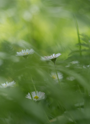 Nature picture: 1. Madeliefje