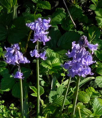 <i class='fa fa-user'></i>&nbsp;guidomwm&nbsp;|  Wilde Hyacint&nbsp; <i class='fa fa-eye'>&nbsp;13</i> &nbsp; <i class='fa fa-comment-o'>&nbsp;2</i>