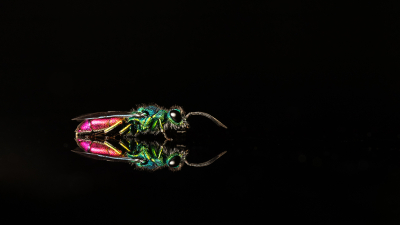 Nature picture: 1. Gewone Goudwesp