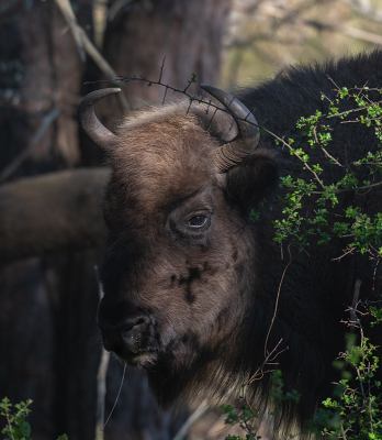 <i class='fa fa-user'></i>&nbsp;Eef Kieft&nbsp;|  Wisent&nbsp; <i class='fa fa-eye'>&nbsp;15</i> &nbsp; <i class='fa fa-comment-o'>&nbsp;0</i>