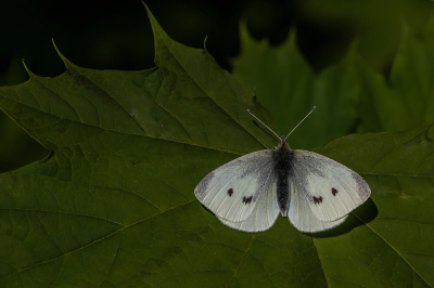 <i class='fa fa-user'></i>&nbsp;Johan van Gurp&nbsp;|  Klein Koolwitje&nbsp; <i class='fa fa-eye'>&nbsp;17</i> &nbsp; <i class='fa fa-comment-o'>&nbsp;0</i>