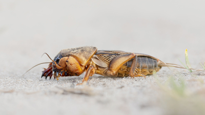 <i class='fa fa-user'></i>&nbsp;Tom&nbsp;|  Veenmol&nbsp; <i class='fa fa-eye'>&nbsp;17</i> &nbsp; <i class='fa fa-comment-o'>&nbsp;0</i>