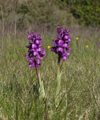 <i class='fa fa-user'></i>&nbsp;ko katsman&nbsp;|  Harlekijn&nbsp; <i class='fa fa-eye'>&nbsp;8</i> &nbsp; <i class='fa fa-comment-o'>&nbsp;0</i>