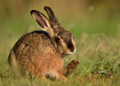 <i class='fa fa-user'></i>&nbsp;robert-jan&nbsp;|  Haas&nbsp; <i class='fa fa-eye'>&nbsp;5</i> &nbsp; <i class='fa fa-comment-o'>&nbsp;0</i>