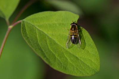 <i class='fa fa-user'></i>&nbsp;Willem Verhagen&nbsp;|  Enkele-bandzweefvlieg&nbsp; <i class='fa fa-eye'>&nbsp;10</i> &nbsp; <i class='fa fa-comment-o'>&nbsp;1</i>