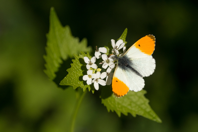 <i class='fa fa-user'></i>&nbsp;Willem Verhagen&nbsp;|  Oranjetipje&nbsp; <i class='fa fa-eye'>&nbsp;12</i> &nbsp;<i class='fa fa-thumbs-up'>&nbsp;1</i> &nbsp; <i class='fa fa-comment-o'>&nbsp;0</i>