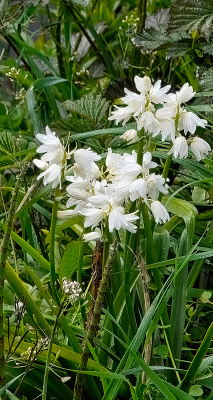 <i class='fa fa-user'></i>&nbsp;guidomwm&nbsp;|  Wilde Hyacint&nbsp; <i class='fa fa-eye'>&nbsp;14</i> &nbsp; <i class='fa fa-comment-o'>&nbsp;1</i>