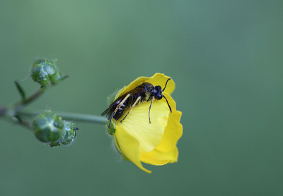 <i class='fa fa-user'></i>&nbsp;Paul Vandebroek&nbsp;|  Bladwesp sp.&nbsp; <i class='fa fa-eye'>&nbsp;16</i> &nbsp; <i class='fa fa-comment-o'>&nbsp;2</i>