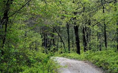 <i class='fa fa-user'></i>&nbsp;nelappelmelk&nbsp;|  Groen bos&nbsp; <i class='fa fa-eye'>&nbsp;19</i> &nbsp; <i class='fa fa-comment-o'>&nbsp;0</i>