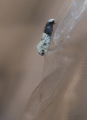 <i class='fa fa-user'></i>&nbsp;Pieter  LJ&nbsp;|  Roomtipje&nbsp; <i class='fa fa-eye'>&nbsp;13</i> &nbsp; <i class='fa fa-comment-o'>&nbsp;0</i>