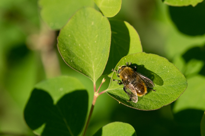 <i class='fa fa-user'></i>&nbsp;Willem Verhagen&nbsp;|  Grote Narcisvlieg&nbsp; <i class='fa fa-eye'>&nbsp;9</i> &nbsp; <i class='fa fa-comment-o'>&nbsp;0</i>