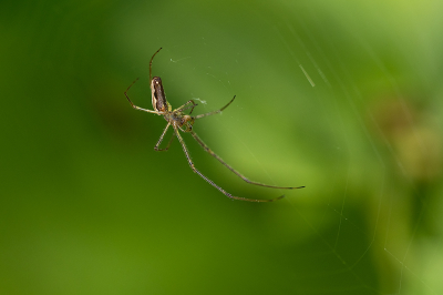 <i class='fa fa-user'></i>&nbsp;Willem Verhagen&nbsp;|  Gewone Strekspin&nbsp; <i class='fa fa-eye'>&nbsp;10</i> &nbsp; <i class='fa fa-comment-o'>&nbsp;0</i>