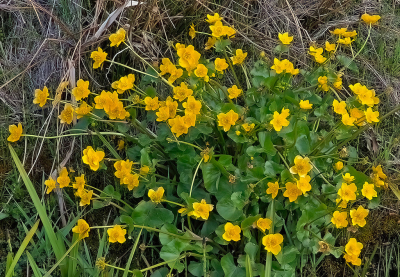 <i class='fa fa-user'></i>&nbsp;guidomwm&nbsp;|  Dotterbloem&nbsp; <i class='fa fa-eye'>&nbsp;14</i> &nbsp; <i class='fa fa-comment-o'>&nbsp;2</i>