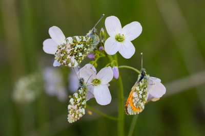 Nature picture: 1. Oranjetipje